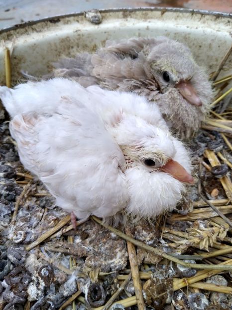  - turturelele mele razatoare