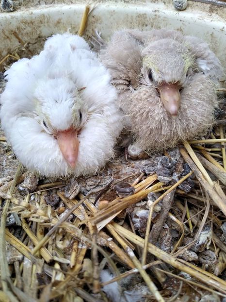  - turturelele mele razatoare