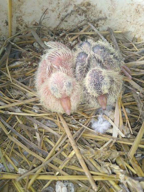  - turturelele mele razatoare