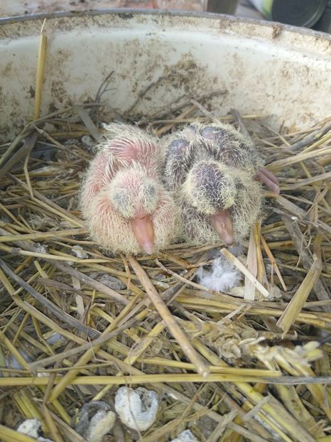  - turturelele mele razatoare