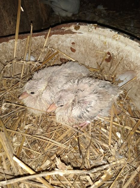  - turturelele mele razatoare