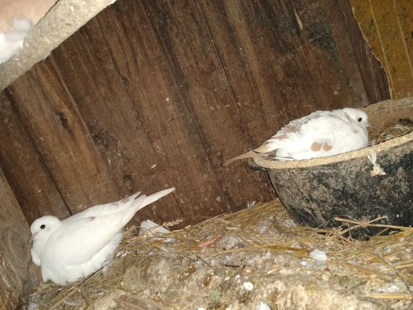  - turturelele mele razatoare