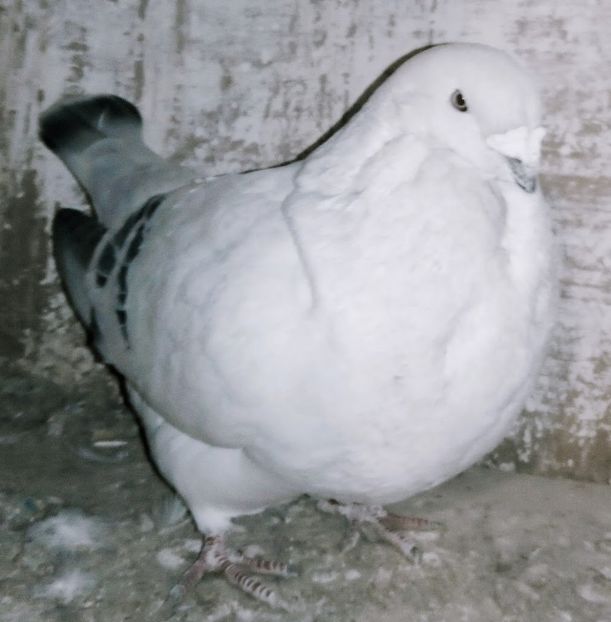  - - A - A - A - A- W A R N I N G !