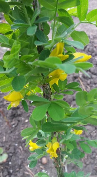 caragana - A - A-Gradina de flori 2020