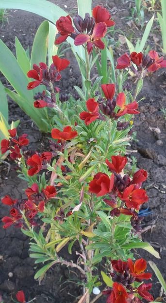  - A - A-Gradina de flori 2020