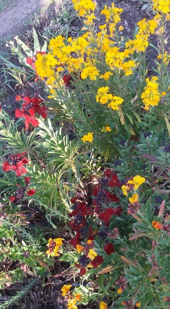  - A - A-Gradina de flori 2020