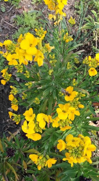  - A - A-Gradina de flori 2020