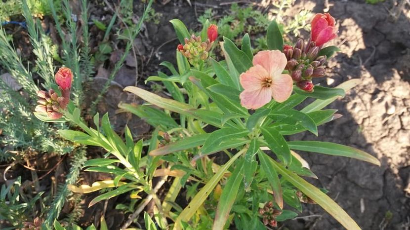  - A - A-Gradina de flori 2020