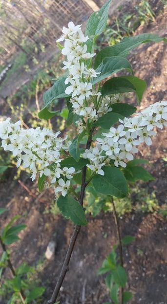 malin - A - A-Gradina de flori 2020