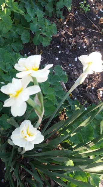  - A - A-Gradina de flori 2020