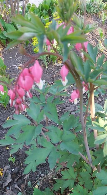  - A - A-Gradina de flori 2020