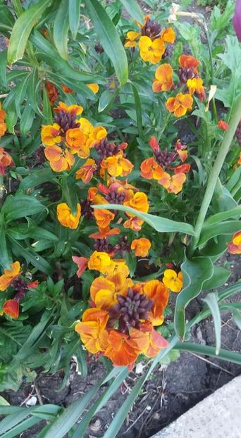  - A - A-Gradina de flori 2020