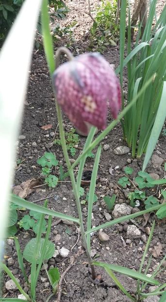  - A - A-Gradina de flori 2020