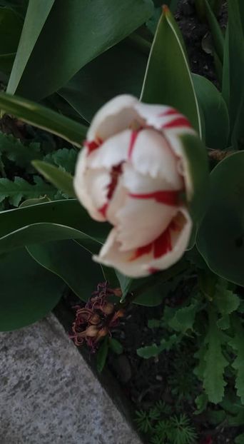  - A - A-Gradina de flori 2020