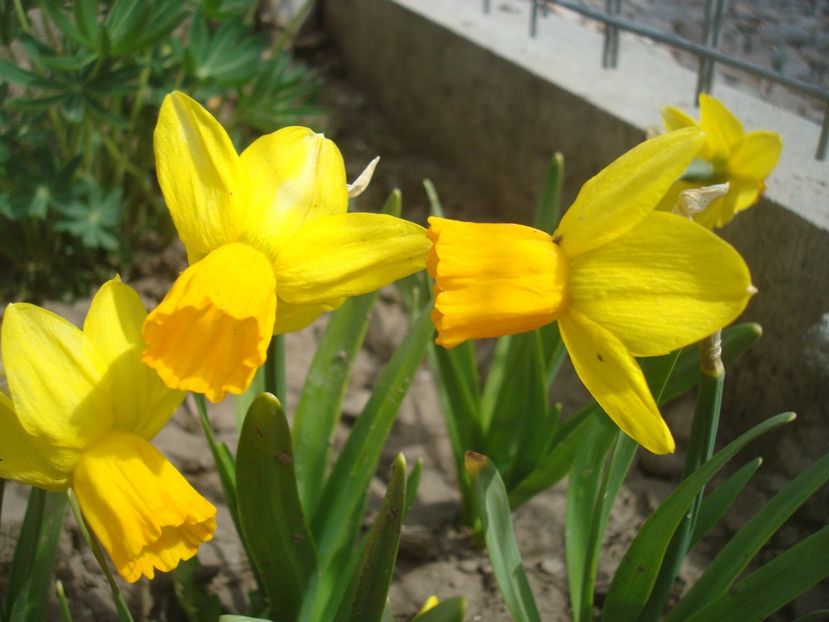 Itzim - 4 Narcise