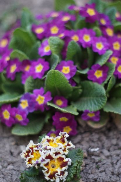  - APRILIE 2019- APRILIE 2020