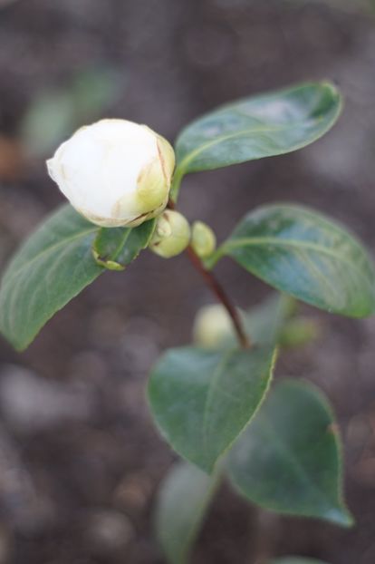  - APRILIE 2019- APRILIE 2020