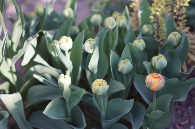  - APRILIE 2019- APRILIE 2020