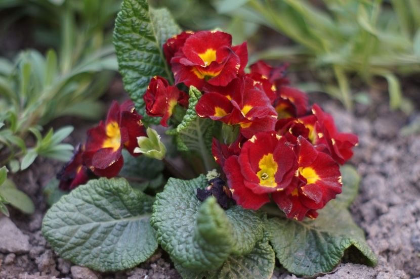  - APRILIE 2019- APRILIE 2020