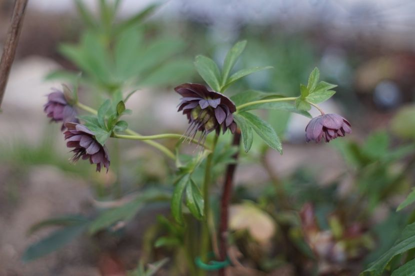  - APRILIE 2019- APRILIE 2020