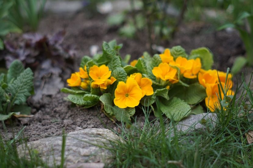  - APRILIE 2019- APRILIE 2020