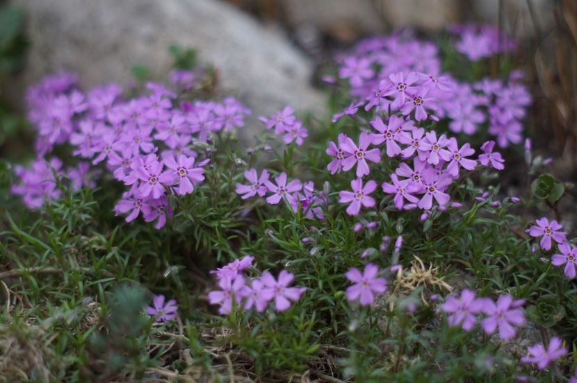  - APRILIE 2019- APRILIE 2020