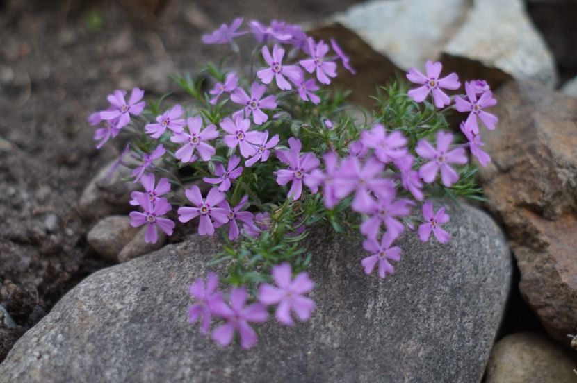  - APRILIE 2019- APRILIE 2020