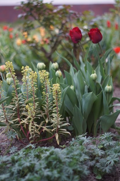  - APRILIE 2019- APRILIE 2020