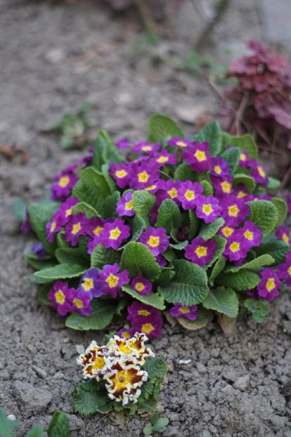  - APRILIE 2019- APRILIE 2020