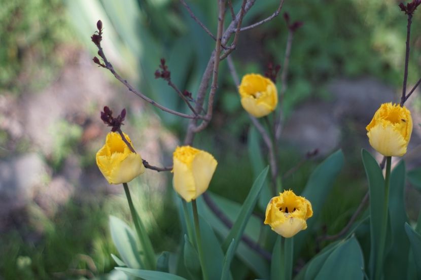  - APRILIE 2019- APRILIE 2020