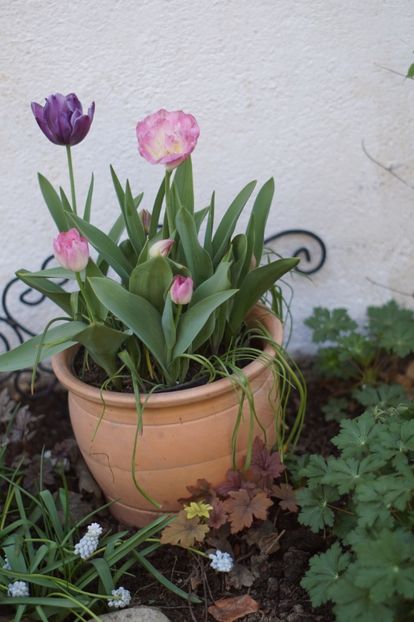  - APRILIE 2019- APRILIE 2020