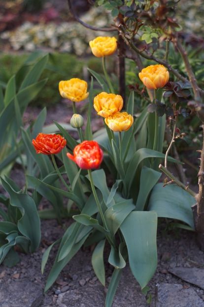  - APRILIE 2019- APRILIE 2020