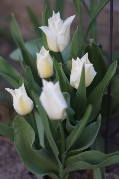  - APRILIE 2019- APRILIE 2020