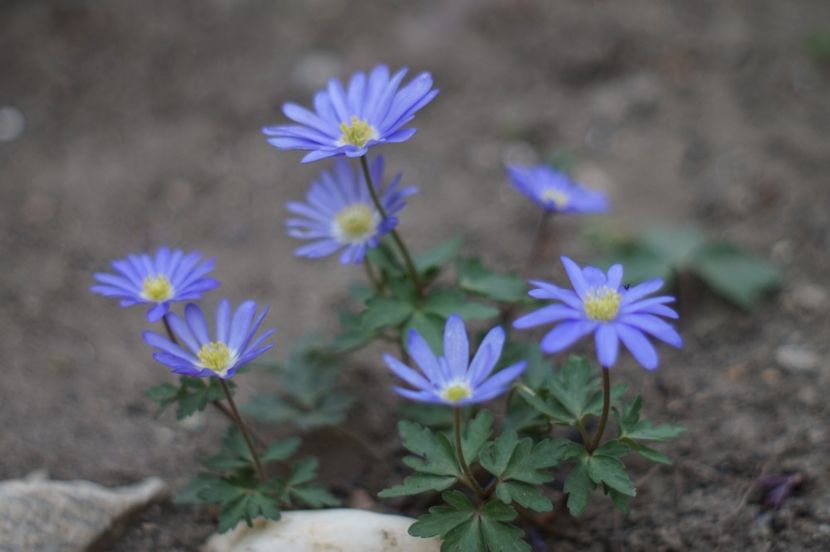  - APRILIE 2019- APRILIE 2020