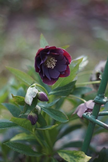  - APRILIE 2019- APRILIE 2020