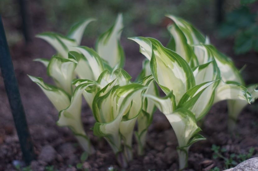  - APRILIE 2019- APRILIE 2020