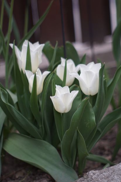  - APRILIE 2019- APRILIE 2020