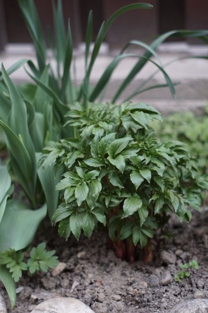  - APRILIE 2019- APRILIE 2020