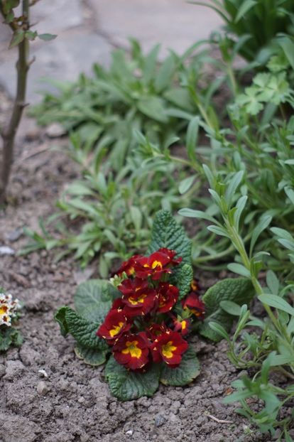  - APRILIE 2019- APRILIE 2020