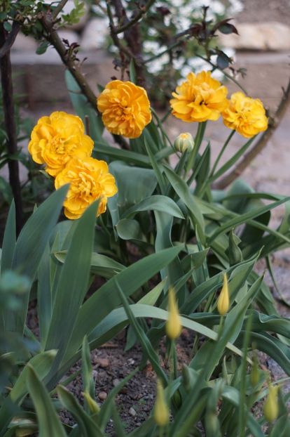  - APRILIE 2019- APRILIE 2020