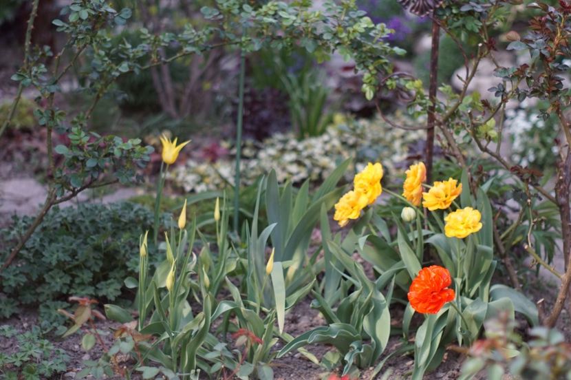  - APRILIE 2019- APRILIE 2020