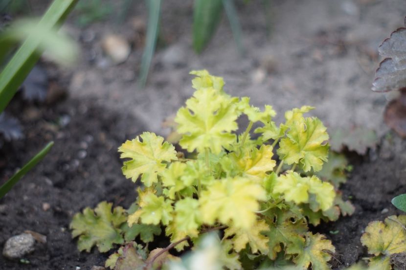  - APRILIE 2019- APRILIE 2020