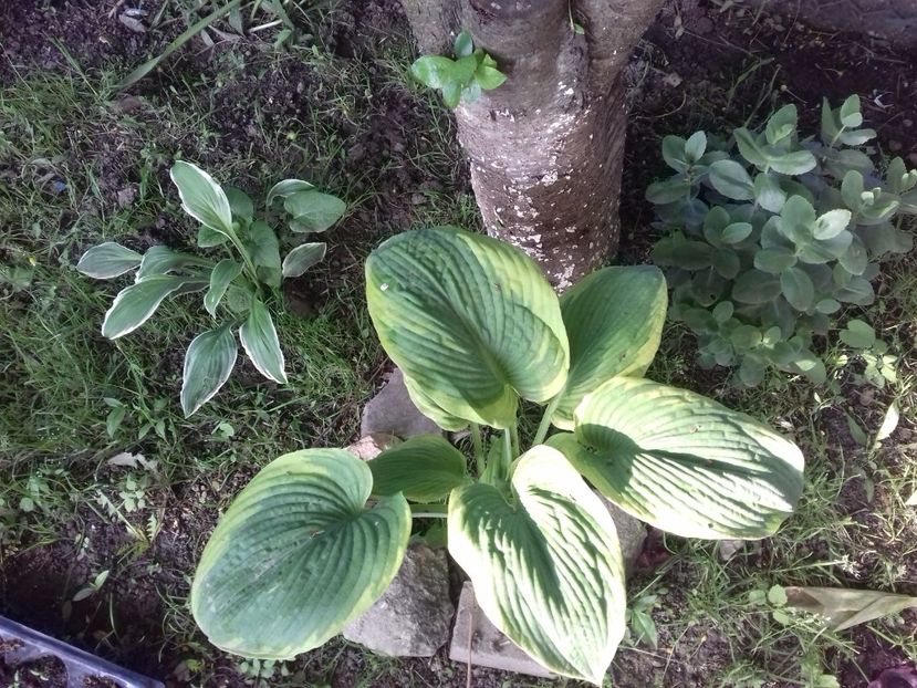 HOSTA - Primavara