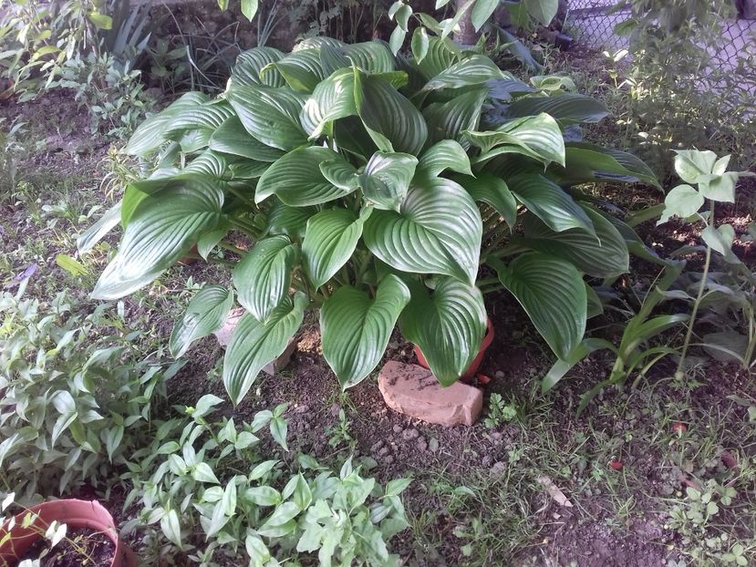 HOSTA - Primavara