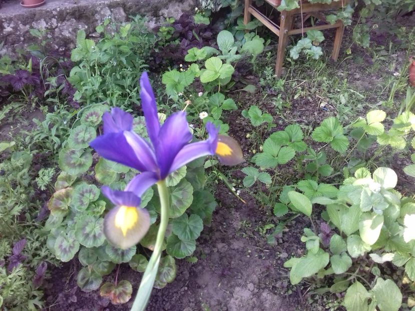 20180525_071905 - Copy - Primavara