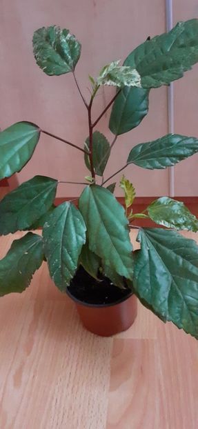 Cooperi rose flake - Hibiscus 2015-2024