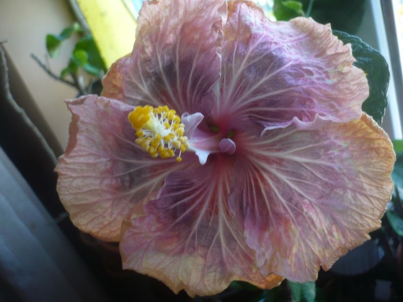 15.04.2020 - HIBISCUSI 2020-1