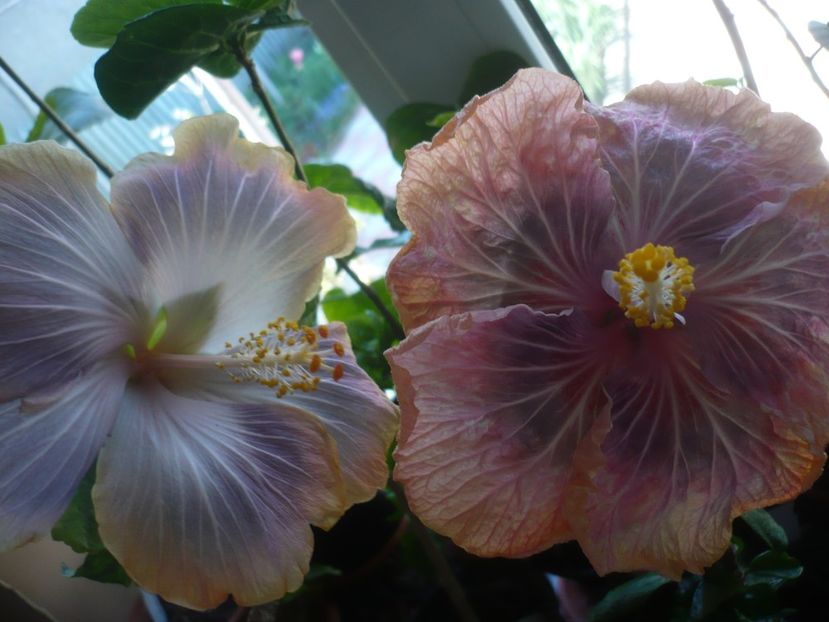 P1430588 - HIBISCUSI 2020-1