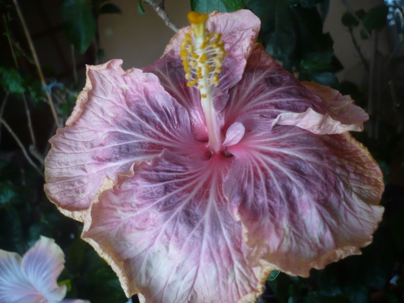 P1430592 - HIBISCUSI 2020-1