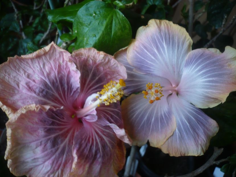 P1430593 - HIBISCUSI 2020-1